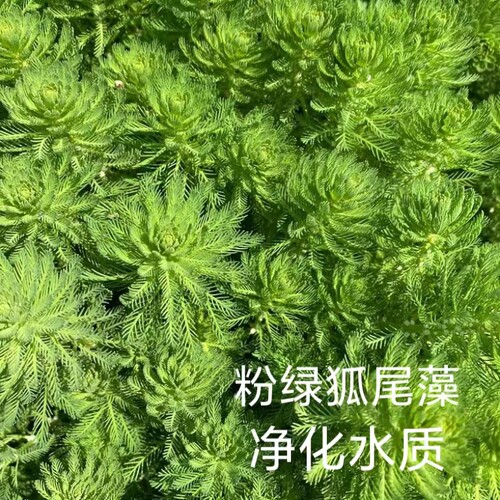 粉绿狐尾藻淡水活体水草鱼塘植物