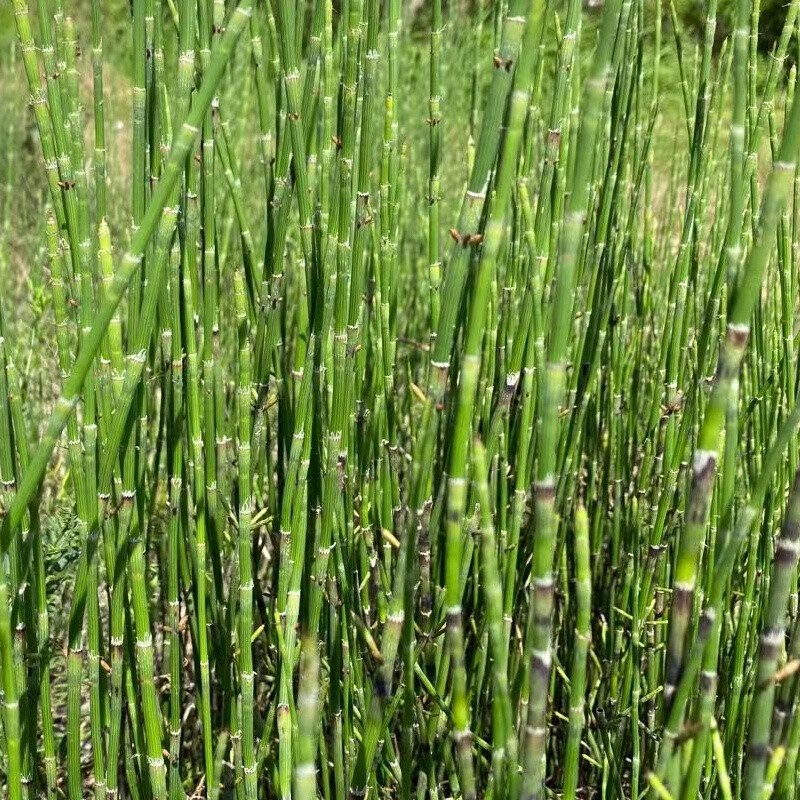 木贼草千峰草笔筒草接骨草水培植物阳台院子园林造景盆栽苗节节草