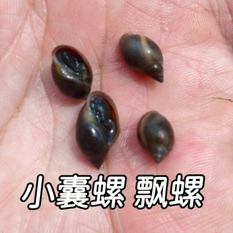 鱼缸除藻囊螺飘螺喂乌龟鲜活体饲料鱼虾饵料脆螺薄壳水蜗牛地图螺