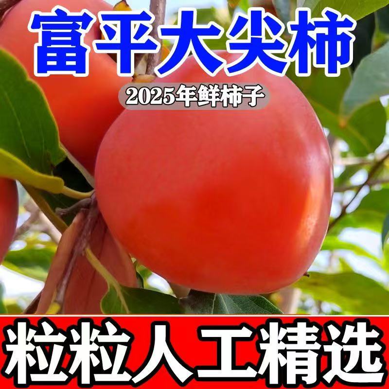陕西富平超甜大尖柿子