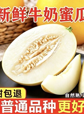 现摘头茬陕西蒲城金美人牛奶蜜瓜当季哈密瓜香瓜甜瓜大瓜百果园