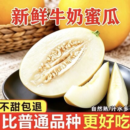 现摘头茬陕西蒲城金美人牛奶蜜瓜当季哈密瓜香瓜甜瓜大瓜百果园