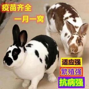 兔子活物花巨兔大型肉兔巨种兔活苗公母一对幼崽比利时新西兰肉兔