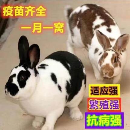 兔子活物花巨兔大型肉兔巨种兔活苗公母一对幼崽比利时新西兰肉兔