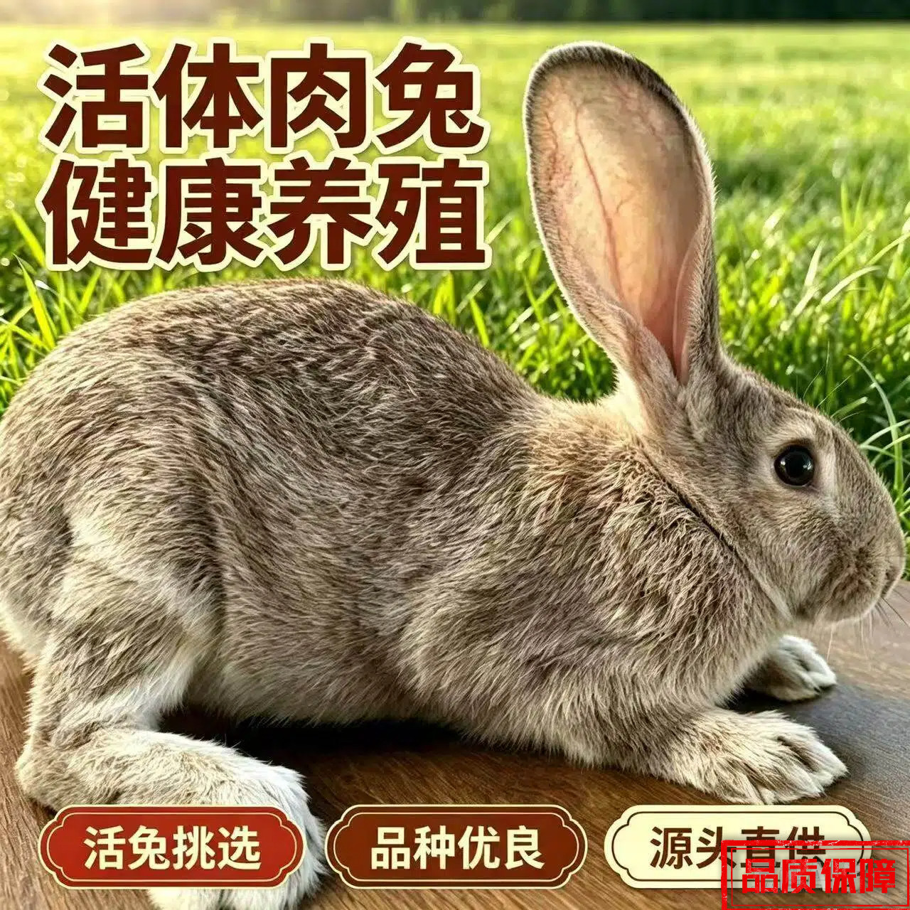 活体大型肉兔家养比利时种兔一对成年大兔新西兰繁殖吃肉厂地直发
