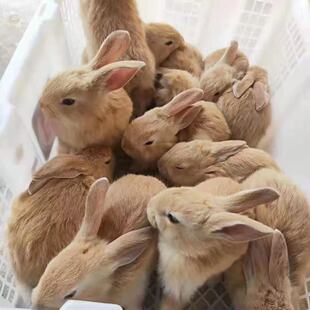 兔子活物家养兔黄兔公母一对幼仔新西兰大型肉兔可食用繁殖兔活苗