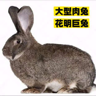 兔子活物家养大型肉兔公母一对幼仔花明兔比利时种兔活苗繁殖食用