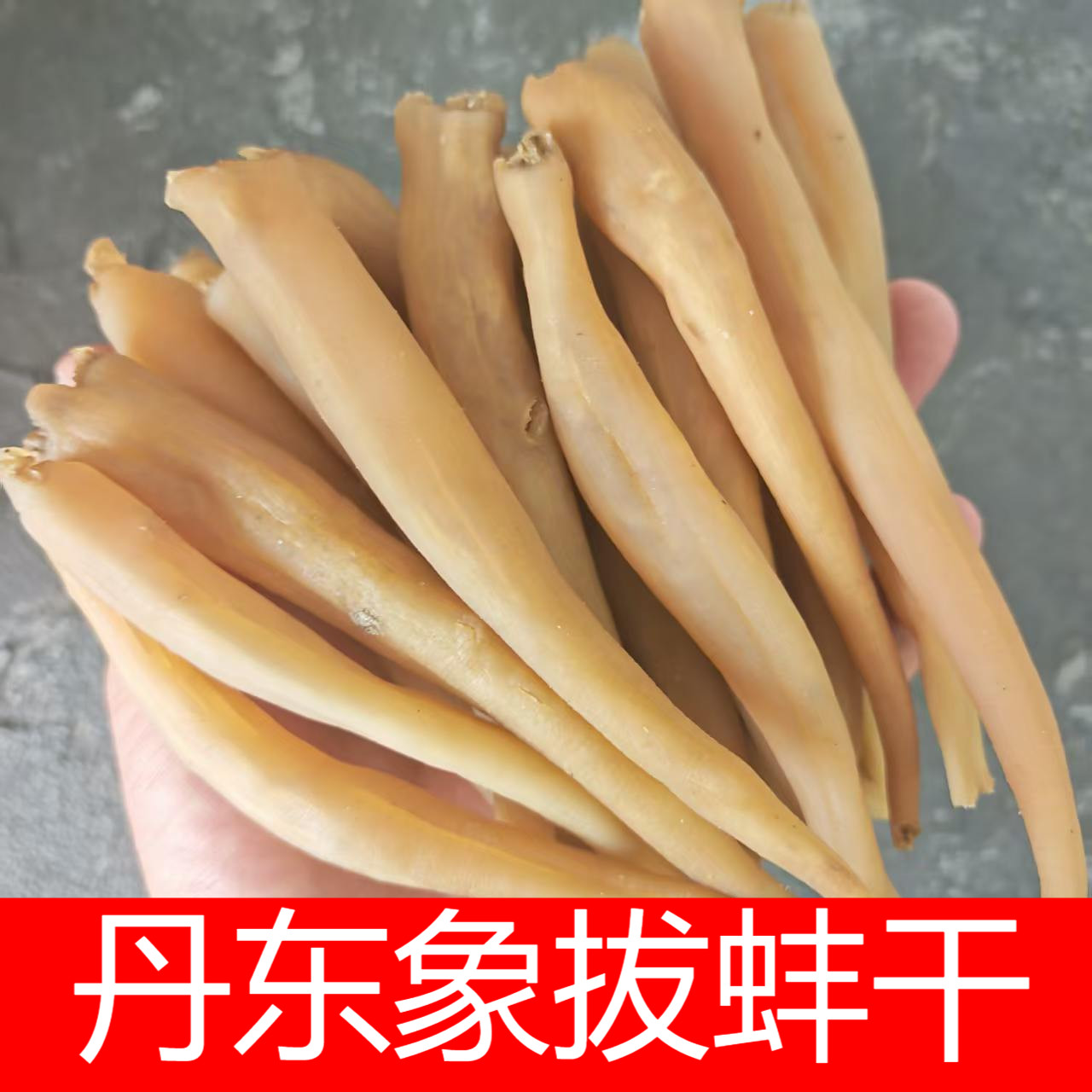 当季货丹东特产象拔蚌干大号中号图片