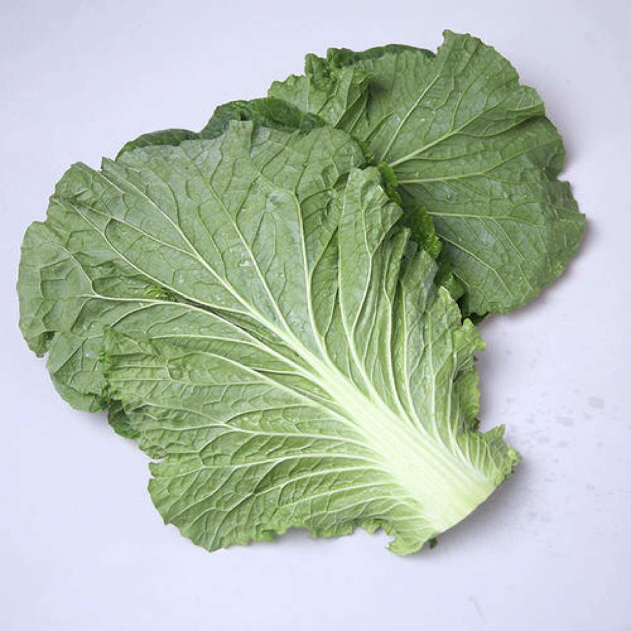 东北新鲜大白菜叶东北白菜叶打饭其它