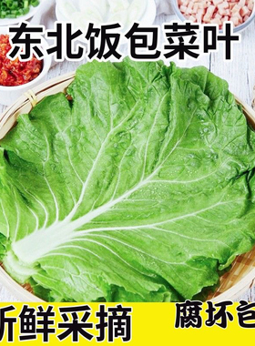 东北打饭包叶菜叶打包饭菜叶农家大白菜叶即食蘸酱蔬菜包新鲜商用