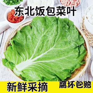 东北打饭包叶菜叶打包饭菜叶农家大白菜叶即食蘸酱蔬菜包新鲜商用