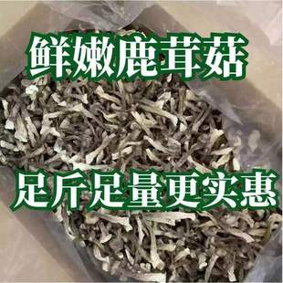 鹿茸菇干货500g特级鹿茸菌云南食用菌香菇脆脆菇煲汤食材产地直销