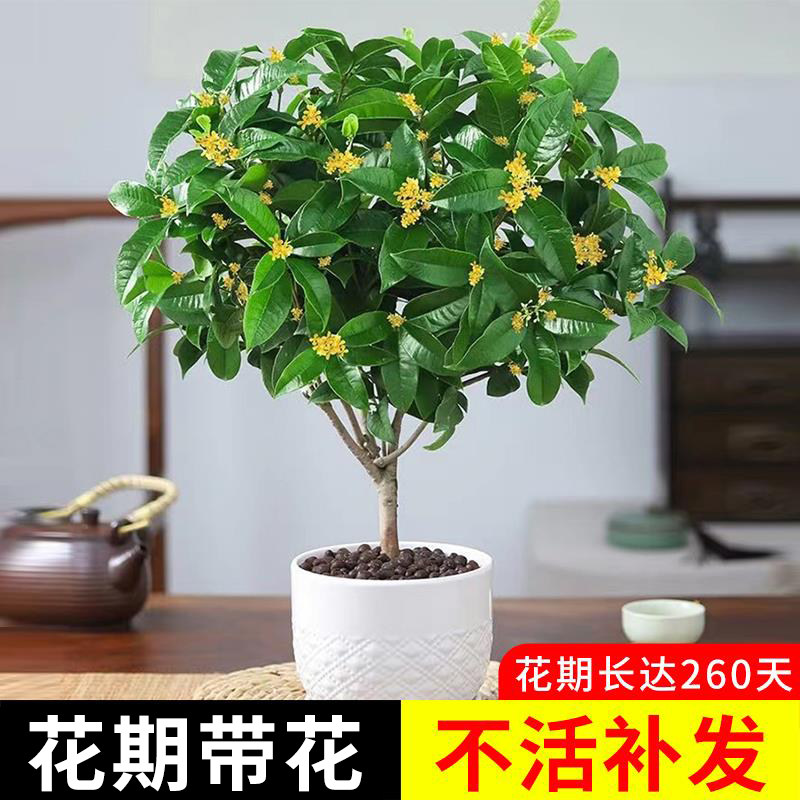 桂花树苗盆栽可食用金桂四季桂开花不断室内外阳台庭院浓香型花卉使用感如何?