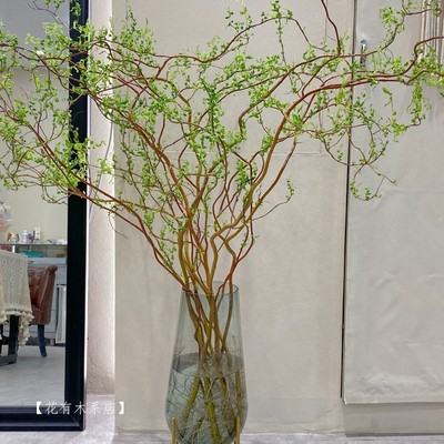 龙柳鲜枝水培植物客厅旺宅