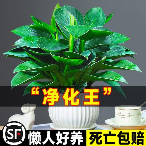 铂金钻盆栽绿萝箩花卉植物