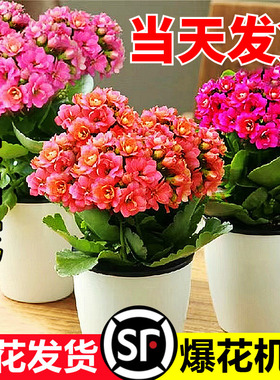 长寿花盆栽重瓣金狐狸大花带花苞花苗四季室内开花好养的花卉植物