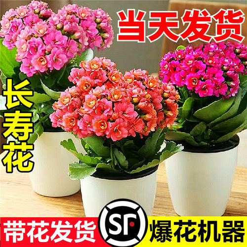 长寿花盆栽重瓣金狐狸大带苞