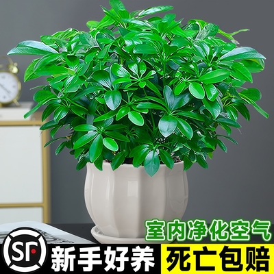 鸭脚木四季常青室内客厅好养