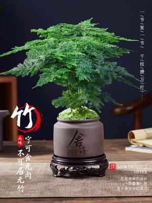 文竹盆栽植物室内办公水培客