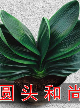 圆头和尚君子兰盆栽带花苞老苗大小苗四季花卉植物室内花绿植好养