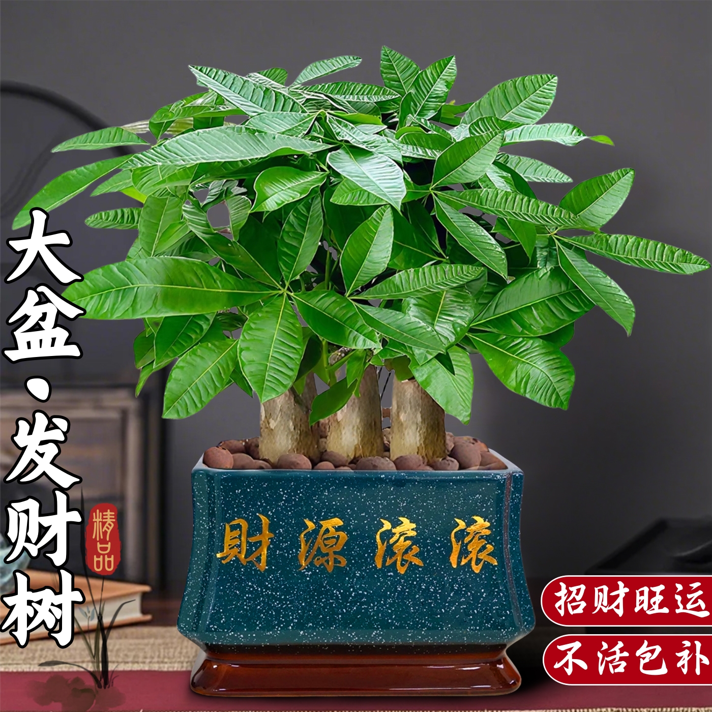 发财树小盆栽客厅景办公室