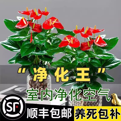 红掌盆栽一帆风顺绿萝箩花