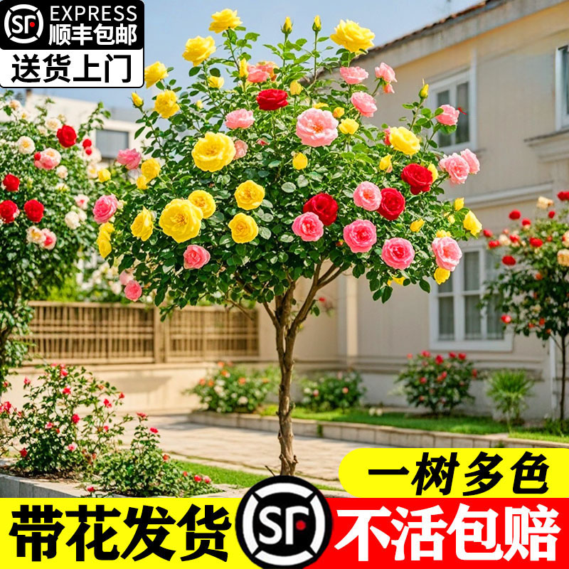 棒糖月季四开花卉盆栽庭院