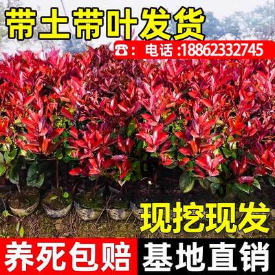 红叶石楠树苗小四季常青火