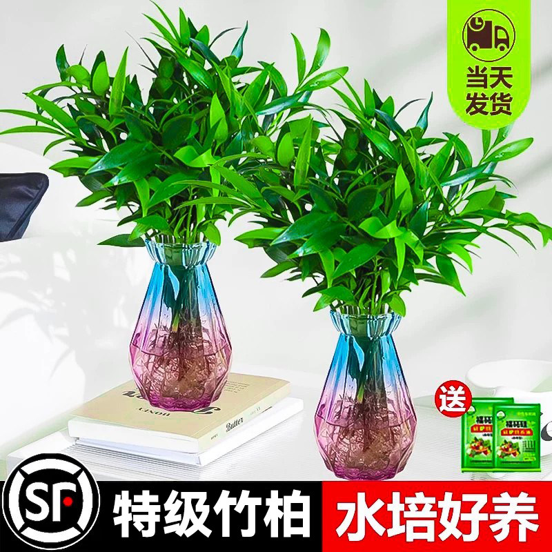 竹柏水培植物夏季办公室内水养绿植花卉小盆栽四季好养大苗易活