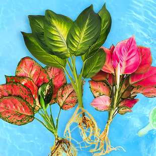 玛丽安水培室内好养盆栽万年青如意银皇后吉利红四季绿箩萝绿植物