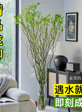 龙柳鲜枝水培植物雪柳干枝带花苞柳条枝客厅绿植花卉室内盆栽好养