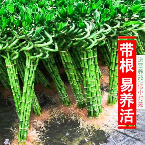 带根转运竹观音竹水培花卉植物富贵弯竹水培客厅办公室内盆栽招财