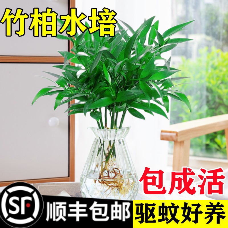大棵驱蚊竹柏水培植物室内
