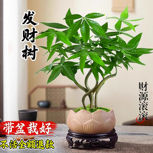 2025新款发财树小盆栽客厅