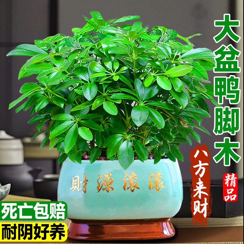 八方来财鸭脚木盆栽植物室