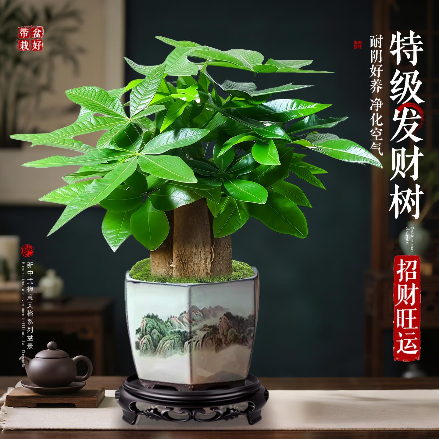 特级发财树室内绿植四季常
