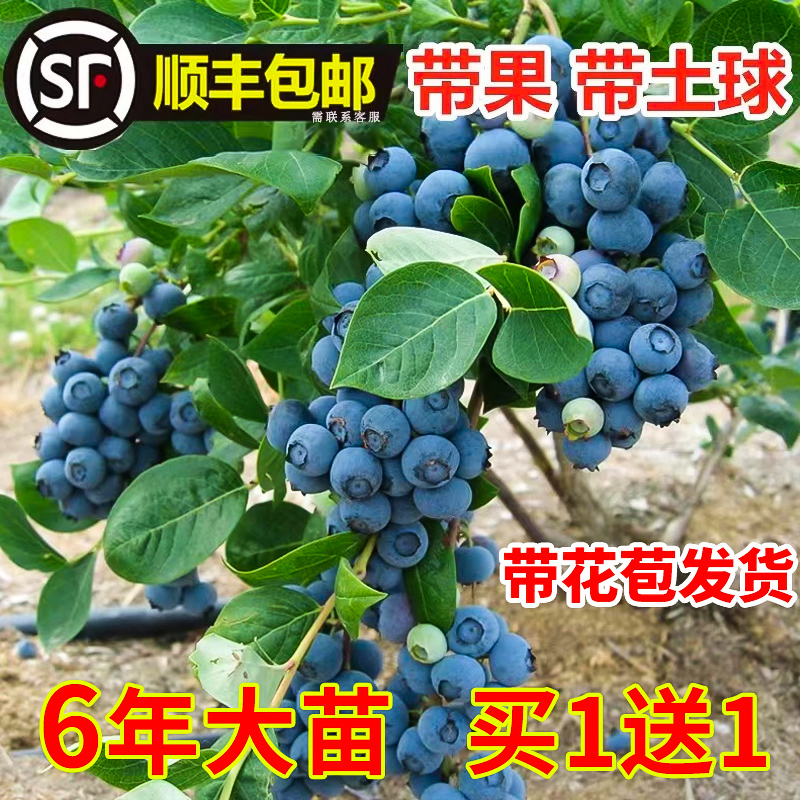 蓝莓树果苗带果蓝莓苗盆栽果树苗当年结果南北方种植兔眼特大阳台-封面