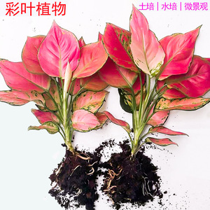 吉利红盆栽如意皇后水培植物花卉