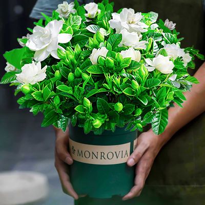 栀子花盆栽花卉植物室内带花苞阳台水培绿植浓香型大树苗四季好养 虎窝淘