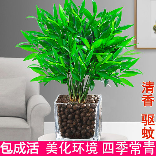 水培驱蚊竹柏盆栽花卉大全富贵竹水养植物驱蚊草室内客厅易活绿植 - 封面