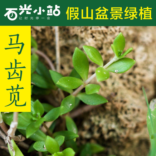 马齿苋马榨菜五行草长命菜瓜子菜马齿菜上水石吸水石假山垂盆草 - 封面