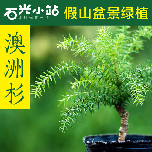 澳洲杉假山专用吸水石上装饰绿植