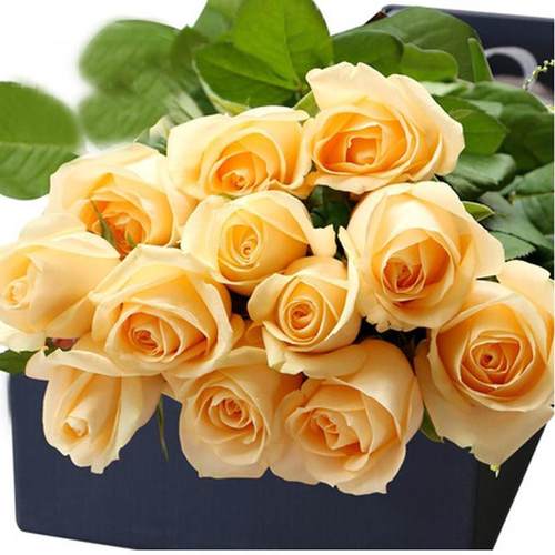 蜜桃雪山玫瑰花大苗盆栽四季阳台花园花卉植物大朵月季花