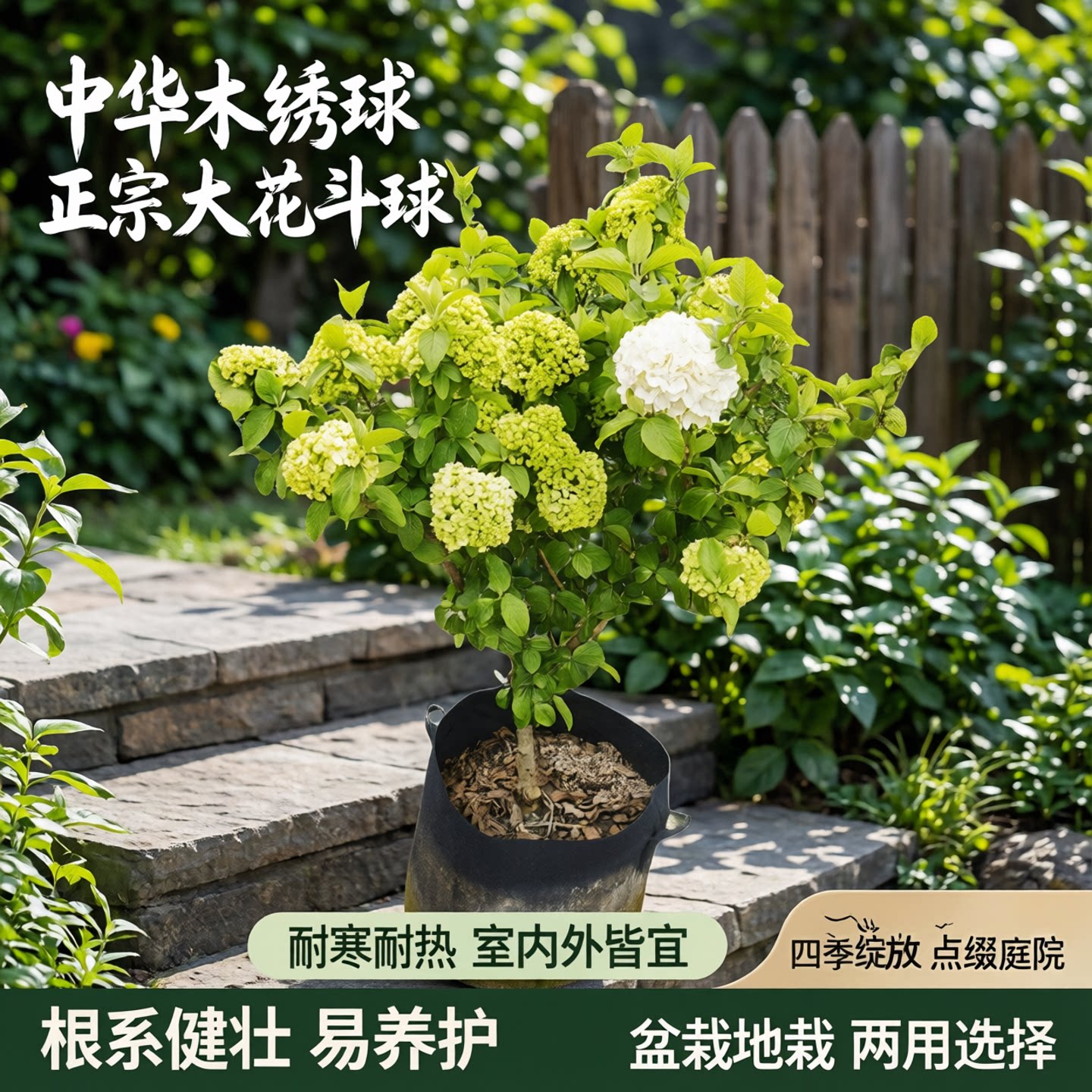 木本绣球树苗木本绣球树苗图片