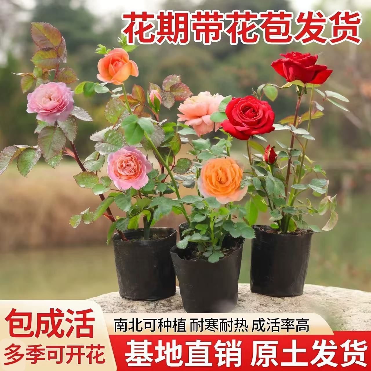 小苗月季花苗玫瑰果汁阳台开花绿植室内盆栽多季好养花卉爬藤藤本