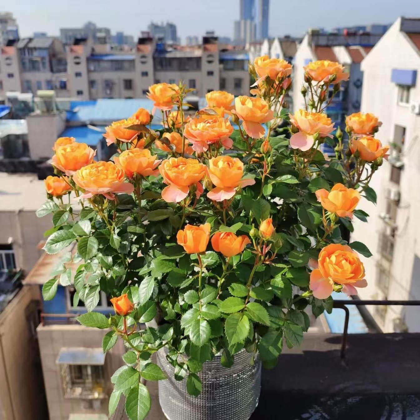 月季花苗四季开花带花苞特大花卉爬藤小苗室内外阳台盆栽蔷薇玫瑰,鲜花速递/花卉仿真/绿植园艺,月季/蔷薇/玫瑰,淘宝优惠券,粉丝福利购,淘宝优惠卷