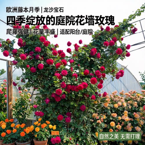 老兵月季月季攀援欧洲藤本爬龙