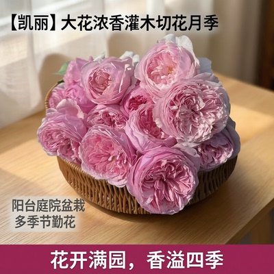【凯丽】 大花浓香灌木切花月季玫瑰花苗阳台庭院盆栽多季节勤花