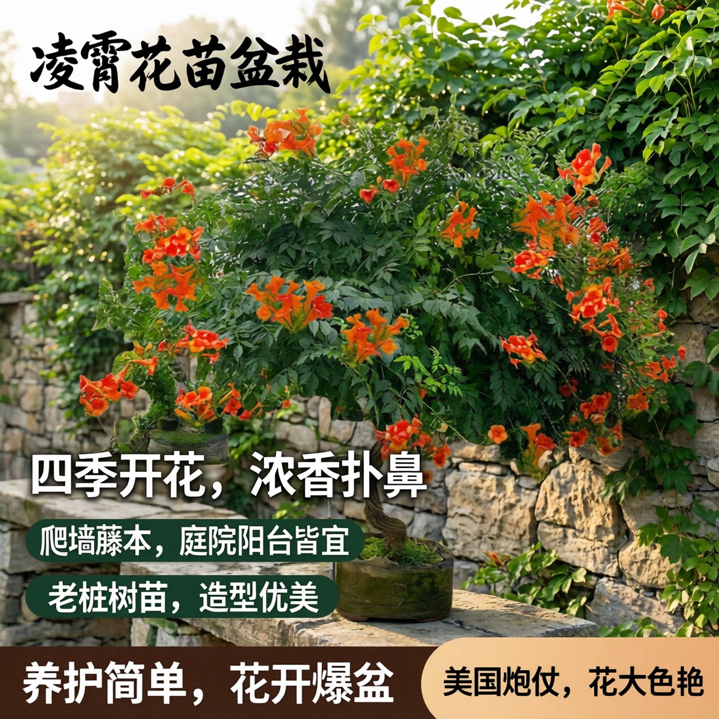 其他攀援花卉阳台凌霄苗盆栽四图片