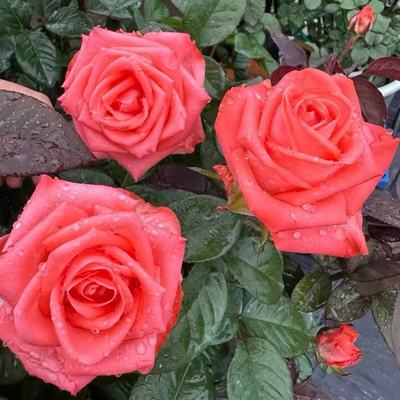 歌迪娜新品切花月季抗病耐热